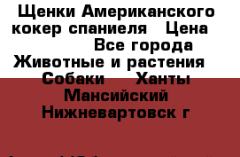 Щенки Американского кокер спаниеля › Цена ­ 15 000 - Все города Животные и растения » Собаки   . Ханты-Мансийский,Нижневартовск г.